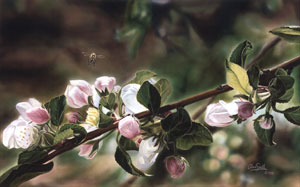 Blossoms of Spring by Alan Snell