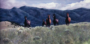 Wild Horses by Alan Snell